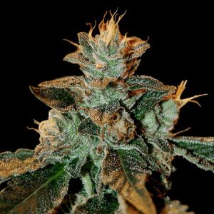 Catarac kush 3 u. fem. DNA Genetics