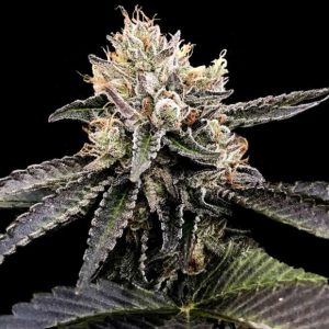 Cataract Cake 3 u. fem. DNA Genetics