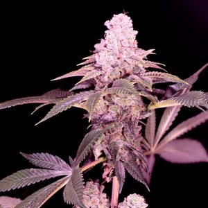 Cereal Milk 4 u. fem Sacred Terps