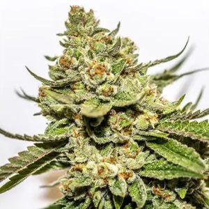 Cereal Milk x OG Kush 3+1 u. fem. Vision Seeds