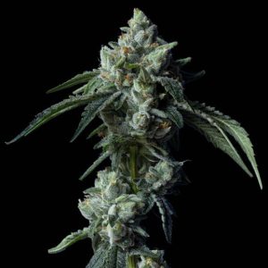 Challah Bread 3 u. fem. DNA Genetics