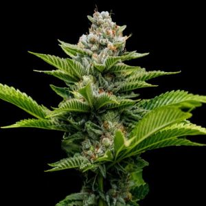 Challah Cake 3 u. fem. DNA Genetics