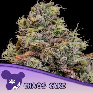 semillas feminizadas Chaos Cake de Anesia Seeds para cultivo