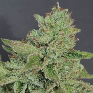 Semillas feminizadas Charm Cookies Mamiko Seeds paquete 6 unidades