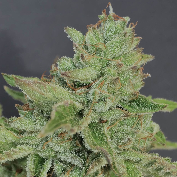 Semillas feminizadas Charm Cookies Mamiko Seeds paquete 6 unidades