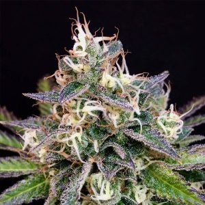 semillas feminizadas Cheese Cookies para cultivo