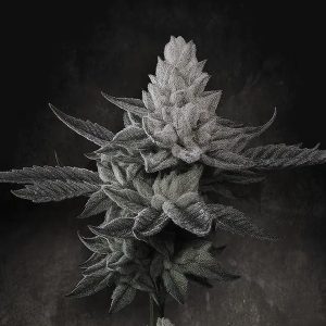 Chem Cake 5 u. fem. Paradise Seeds Limited Edition