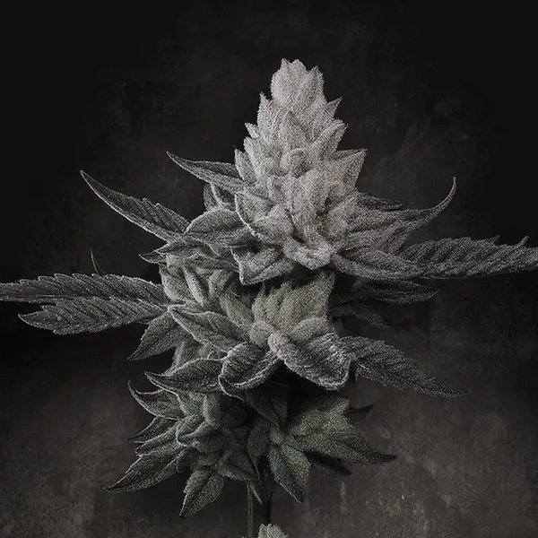 Chem Cake 5 u. fem. Paradise Seeds Limited Edition