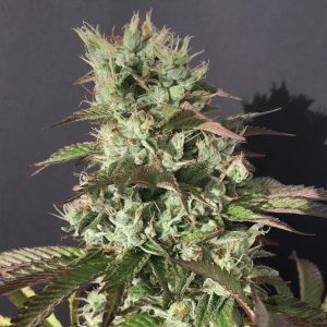 Chem Cookies 10 u. Reg Mamiko Seeds