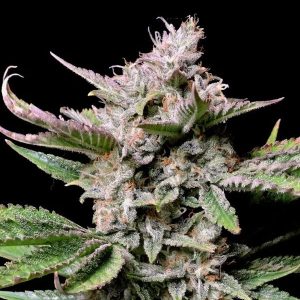 Cherry Cola Auto 10 u. fem. FastBuds Seeds