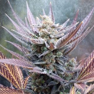 Cherry Cookies 1 u. fem Pure Instinto