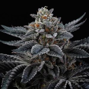 Cherry Crisp 6 ud. fem Perfect Tree