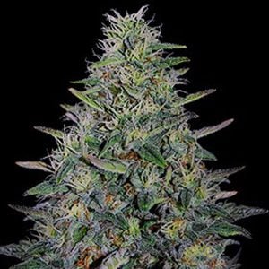 Cherry Pavlova 5u. G13 Labs