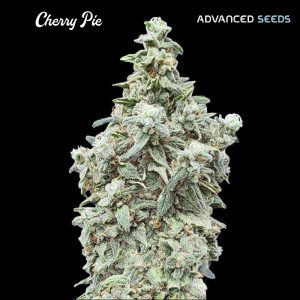 Cherry Pie 5 + 2 u. fem. Advanced Seeds