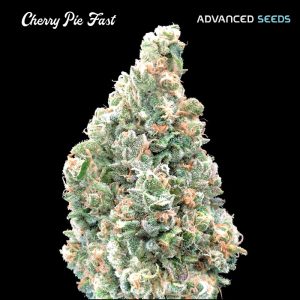 Cherry Pie Fast Advanced Seeds