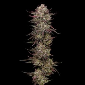 Chicken N'Wafflez Feminized 5 u. fem Humboldt Seeds Company
