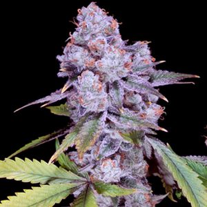 Semillas feminizadas Chimera #3 Sacred Terps para cultivo de cannabis