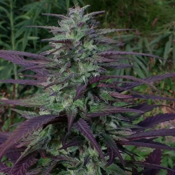 China Yunnan 5 u. Regular Ace Seeds