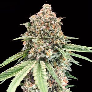 semilla feminizada Chocolate Kush de 00 Seeds para cultivo