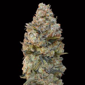 semillas feminizadas Chocolate Skunk de 00 Seeds para cultivo