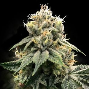 Chocolate Truffle Shuffle 3 u. fem. DNA Genetics