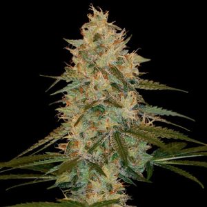 Chocolope Kush 3 u. fem. DNA Genetics