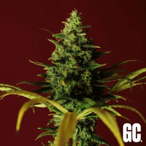 semilla feminizada Cindy Rose de Grand Cru Genetics para cultivo