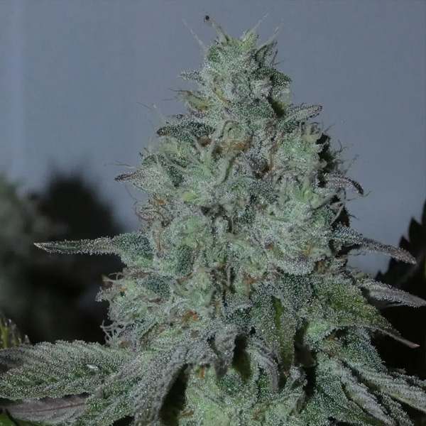 Citrus Hashquake 3+1 Bask Triangle Farms