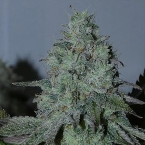 Citrus Hashquake 5+2 Bask Triangle Farms