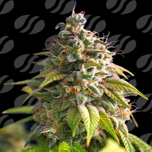 semillas feminizadas Citrus Slurp de Original Sensible Seeds