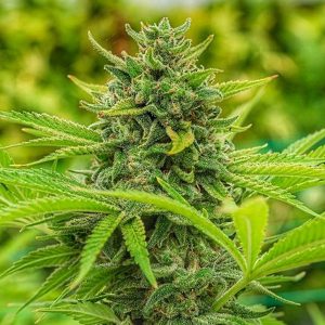 Clementine Slush 6 u. fem. The Cali Connection