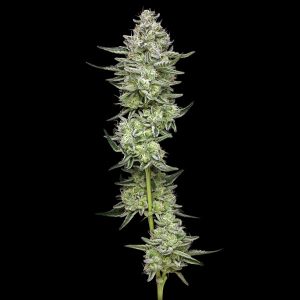 semillas feminizadas Collieman Kush Humboldt Seeds Company para cultivo