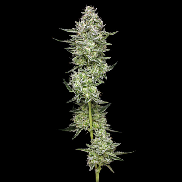 semillas feminizadas Collieman Kush Humboldt Seeds Company para cultivo