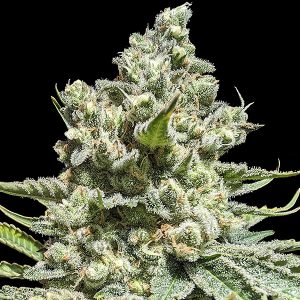 semillas feminizadas Concorde de Advanced Seeds para cultivo