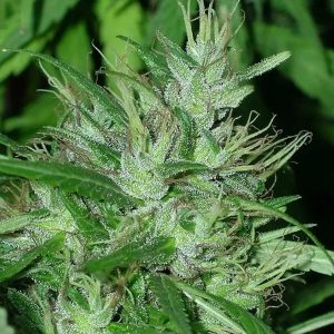 Congo 5 u. Regular Ace Seeds