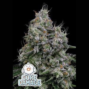 semillas feminizadas Core Damage Anesia de Anesia Seeds para cultivo