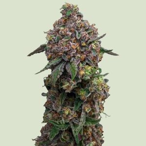 Cosmic Cheddar F1 Royal Queen
