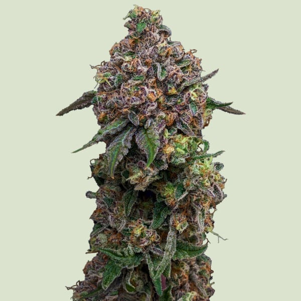 Cosmic Cheddar F1 Royal Queen