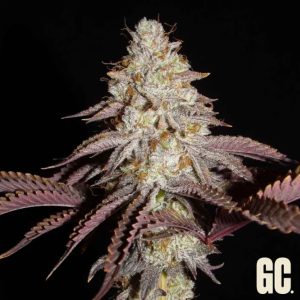 semillas feminizadas Crash Crimes Grand Cru Genetics para cultivo