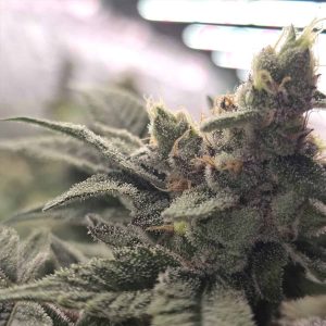 Crazy Banana 13 u. Reg Bask Triangle Farms