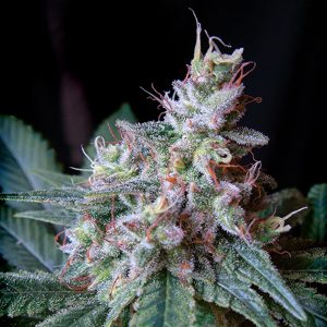 semillas feminizadas Cream Caramel Sweet Seeds para cultivo profesional