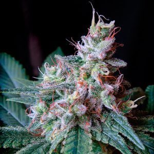 semillas feminizadas Cream Caramel Fast Version Sweet Seeds para cultivo profesional