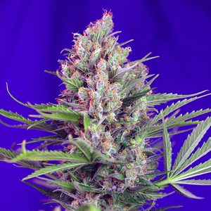 semillas feminizadas Cream Mandarine Fast Version Sweet Seeds paquete 3 más 1 unidades