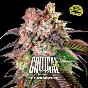 Critical +2 BSF Seeds