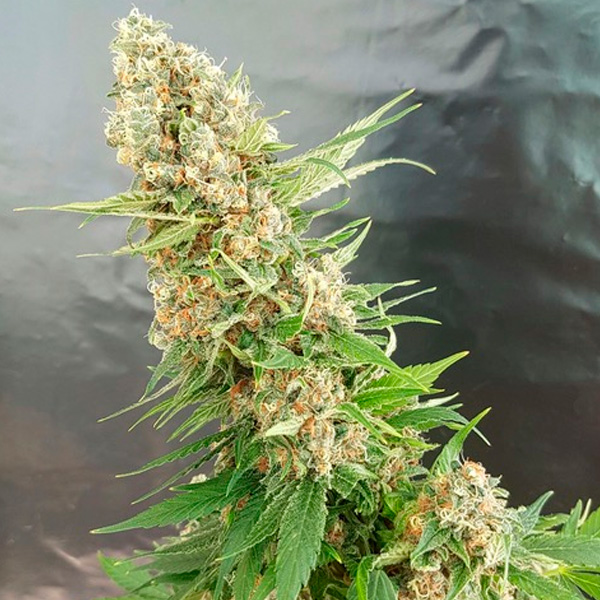 Critical Gorilla Expert Seeds