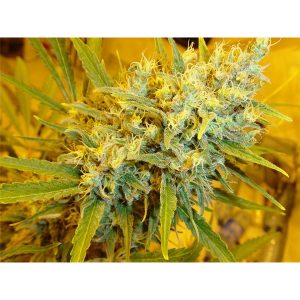 semillas regulares Critical Haze de Mr. Nice para cultivo