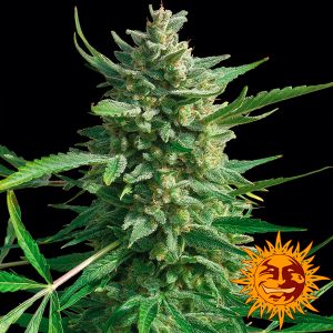 Semillas feminizadas Critical Kush de Barney's Farm