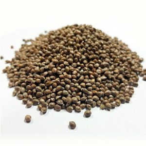 Semillas feminizadas Critical Kush en presentación de 100 unidades para cultivo