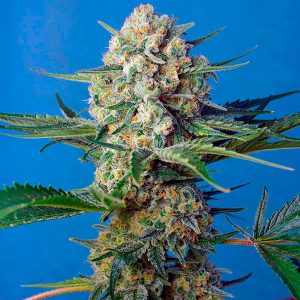 semillas feminizadas Crystal Candy F1 Fast Version de Sweet Seeds para cultivo profesional