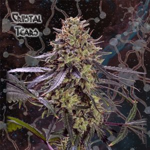 Crystal Tears Geneseeds